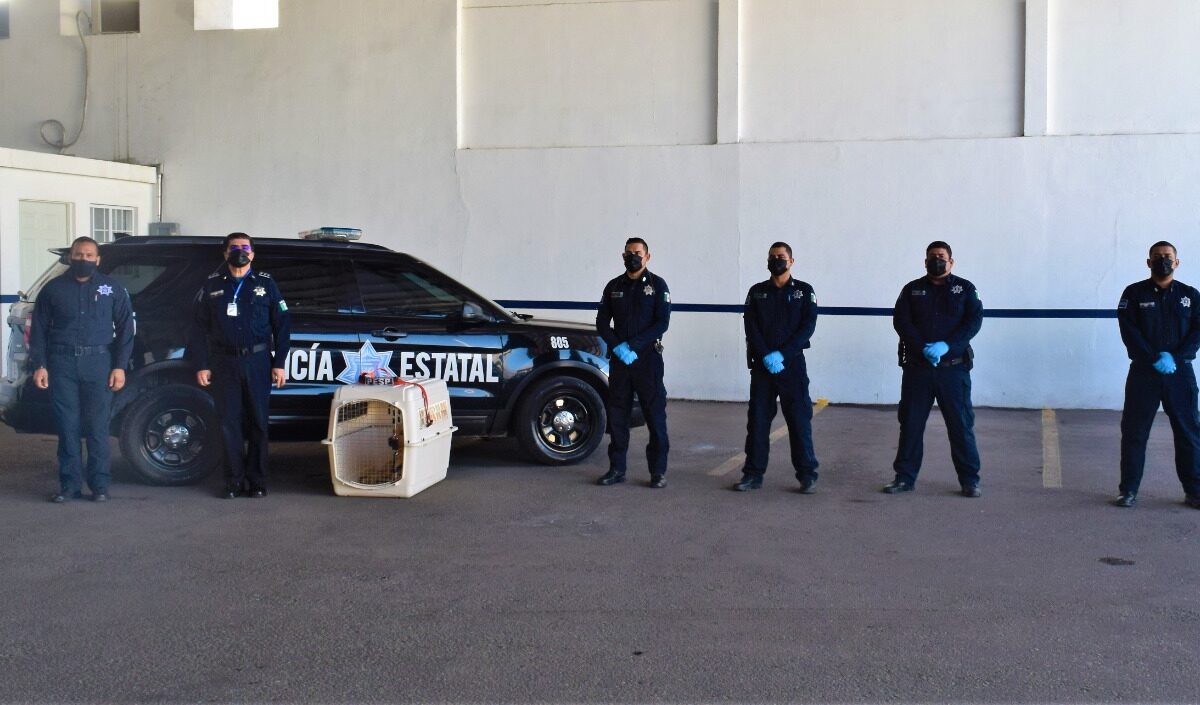 Jubila Policía Estatal al agente canino “Pluto” con honores