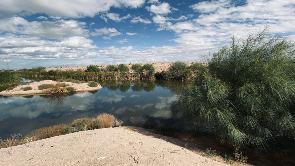 Supervisa Oomapas mantenimiento al Humedal Cucapá en SLRC