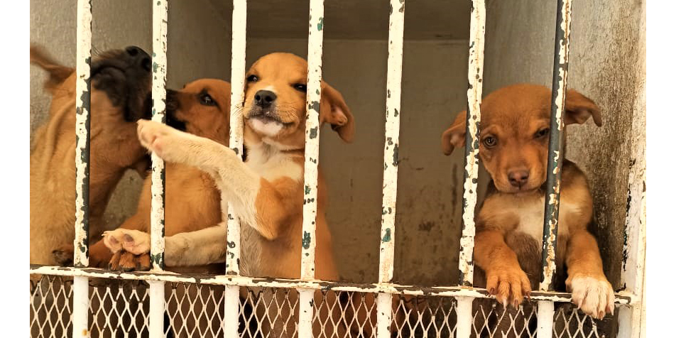 Invita Control Animal de SLRC a adoptar un canino