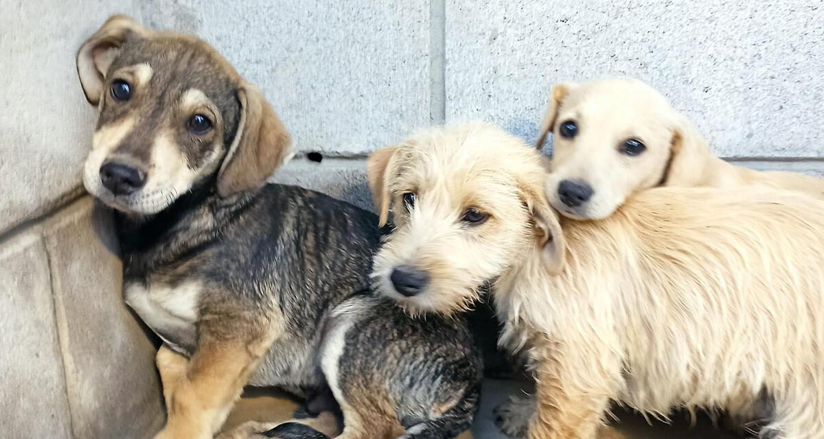 Reitera Control Animal invitación a adoptar una mascota