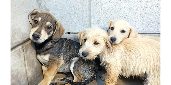 Brinda diferentes servicios CCA en SLRC