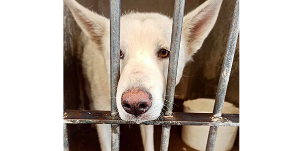 La adopción de mascotas combate el maltrato animal