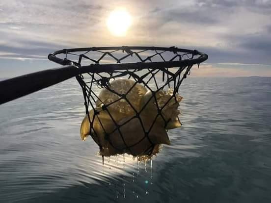 Supervisa Ecología y Protección Civil pesca de aguamala en el Golfo