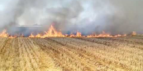 Reitera Ayuntamiento apoyo a campesinos con quema de gavilla