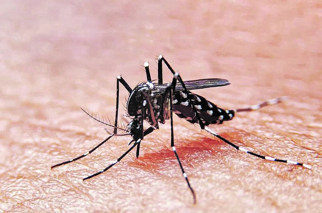 Llaman a sanluisinos a prevenir el dengue y detectar sus síntomas