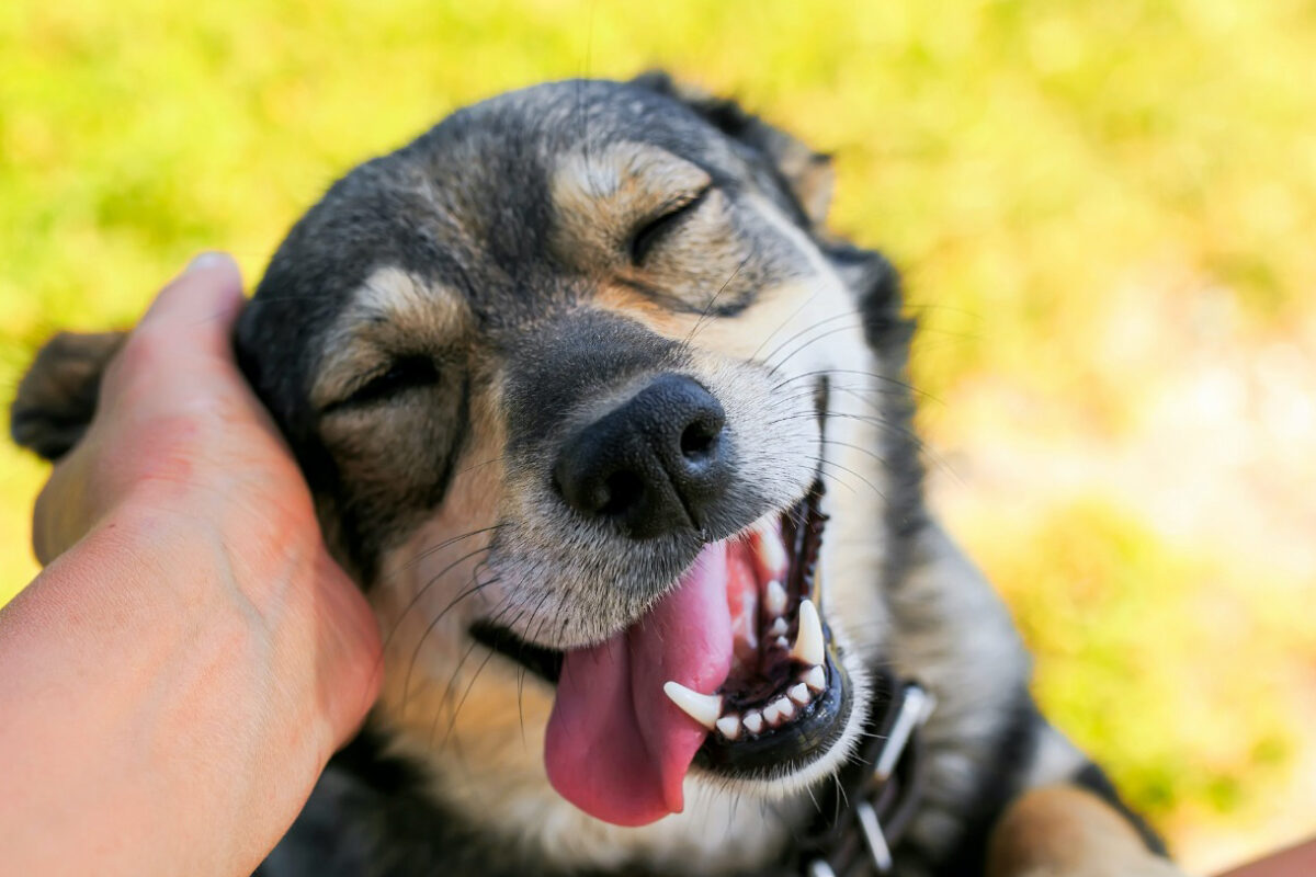 Deben perros vivir con dignidad y en espacios seguros: CCA