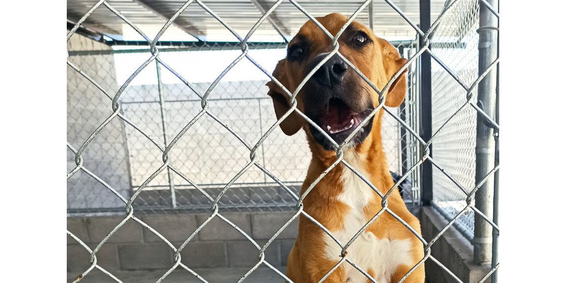 Entrega CCA perritos esterilizados, vacunados y desparasitados