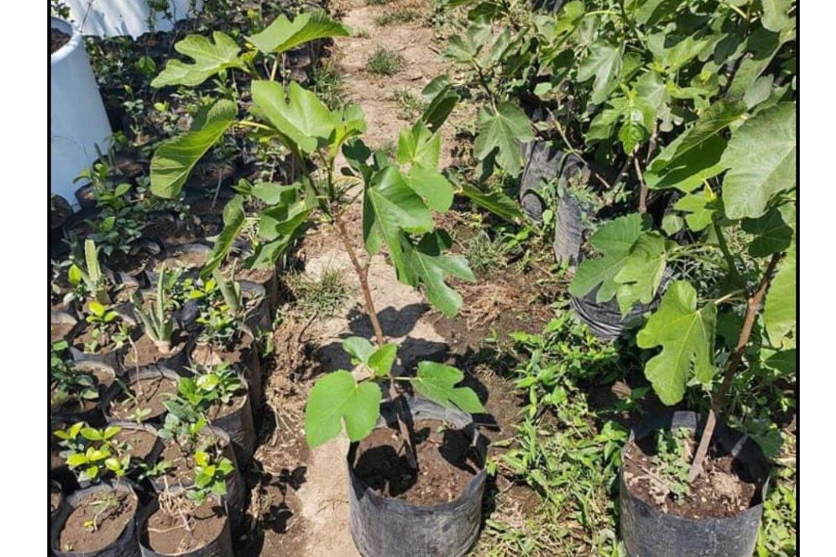 Ofrece Vivero Municipal a sanluisinos plantas de la región