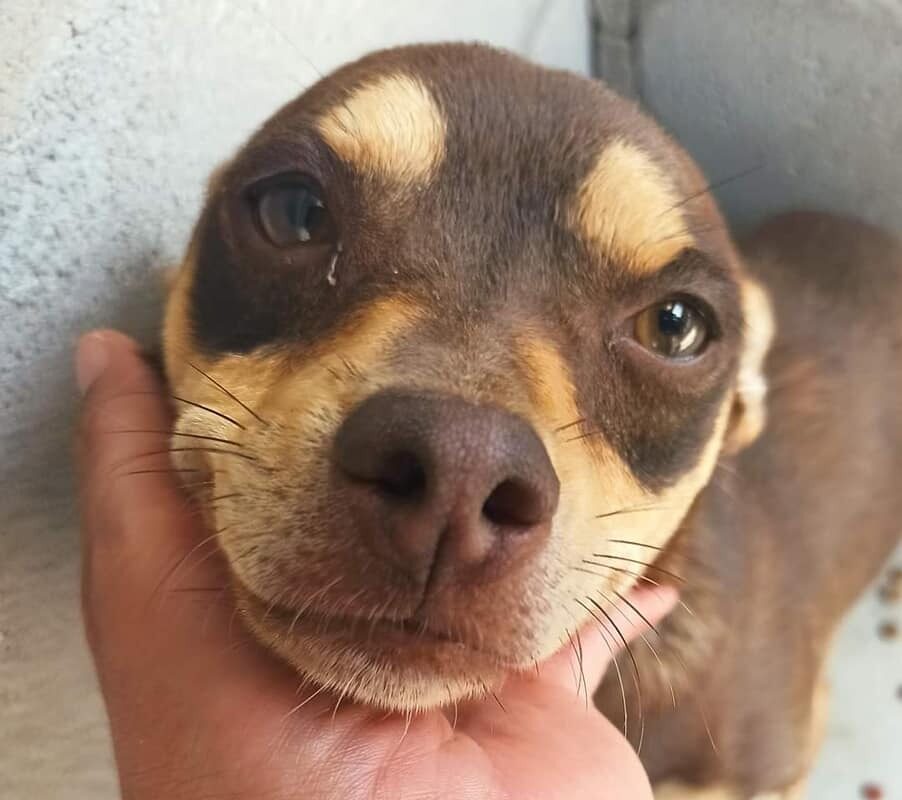 Control animal invita a los sanluisinos a denunciar el maltrato animal