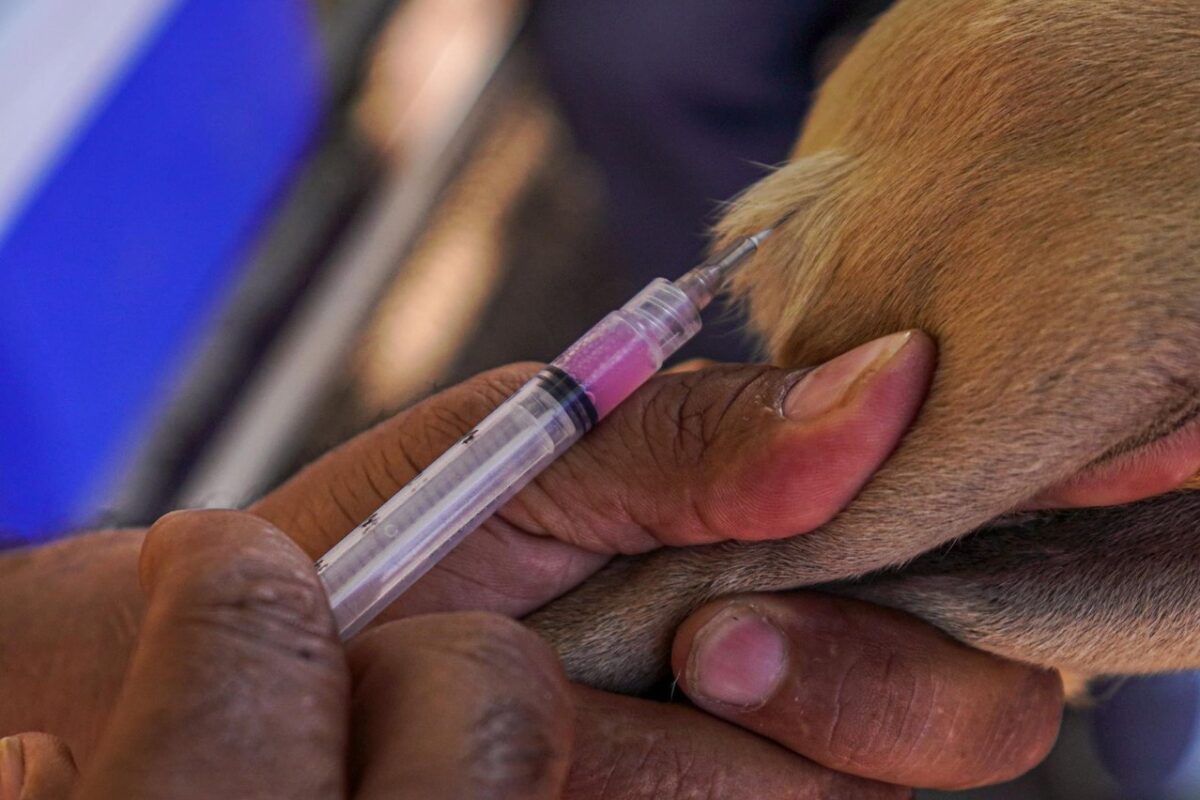 Campaña de vacunación antirrábica en SLRC, finalizará el 02 de octubre