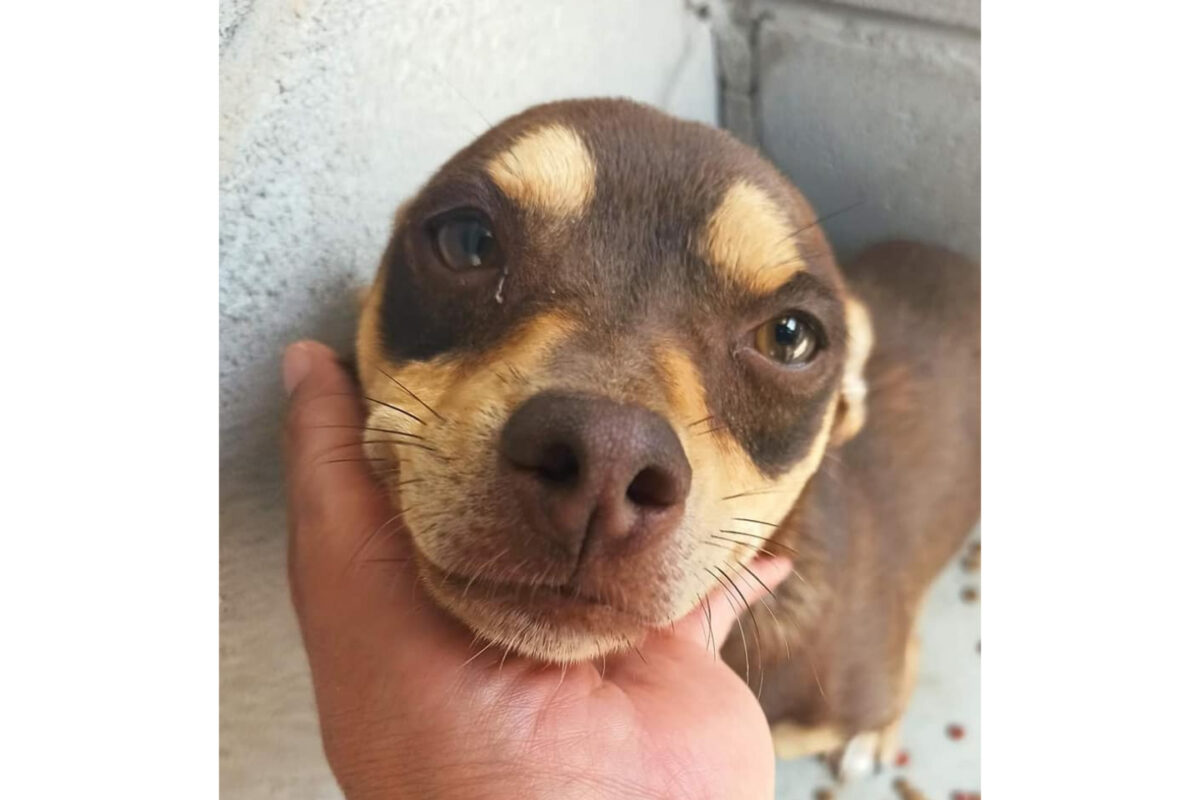 Llama CCA a ser conscientes en el cuidado de las mascotas