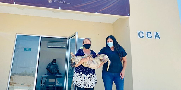 Esterilizó CCA a más de 120 mascotas en campaña gratuita