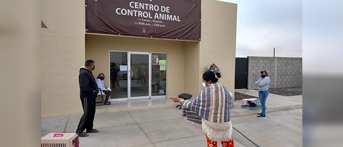 Más de 60 mascotas esterilizadas en campaña gratuita