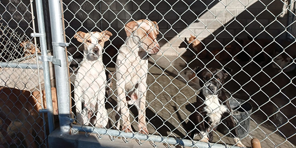 Hace un llamado Control Animal a no maltratar mascotas