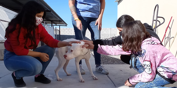 Son más los ciudadanos que adoptan un animalito del CCA
