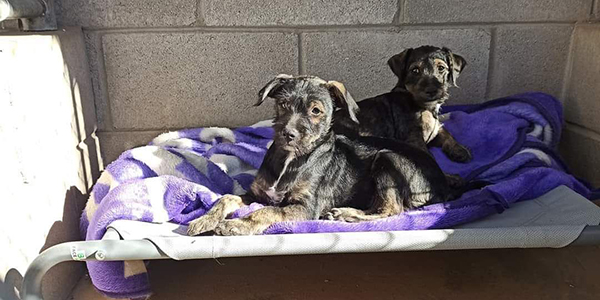 Este 2022 adopta a un perrito