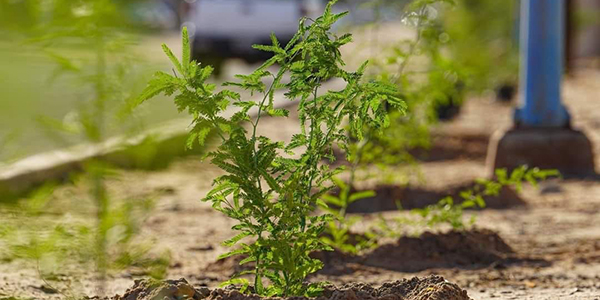 Invitan a adoptar una planta en el Vivero Municipal