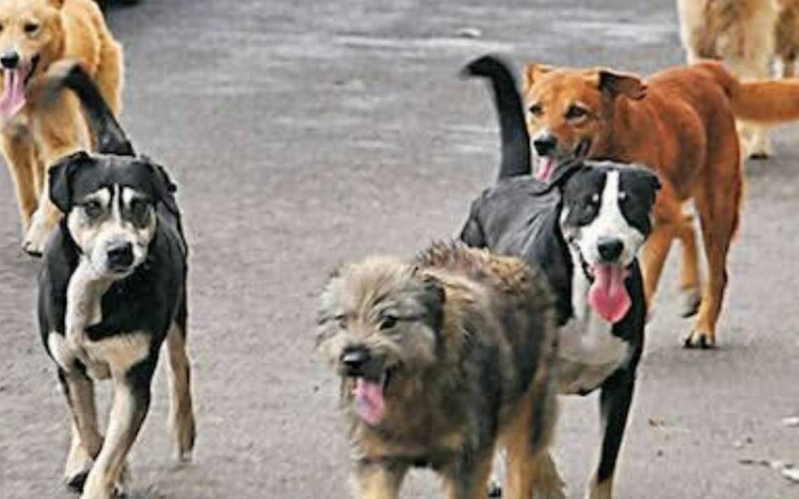 Exhorta CCA a dueños ser responsables con sus mascotas