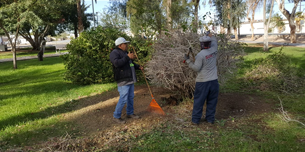 Retiran árboles secos de espacios públicos