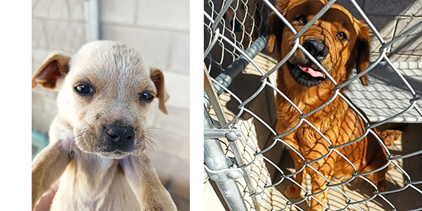 Cachorros y canes grandes disponibles para adopción