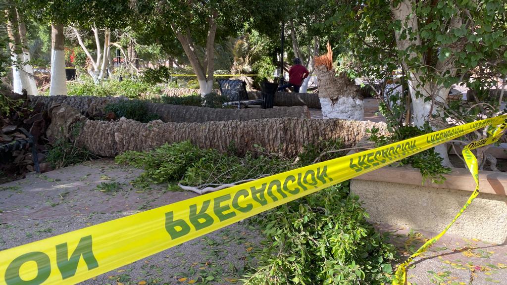 Atienden Protección Civil y Obras Públicas derrumbe de palma en el Benito Juárez