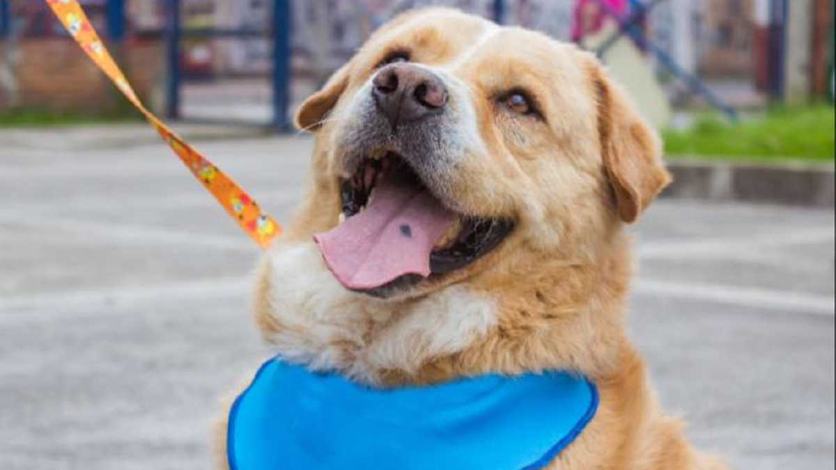 Invitan a los sanluisinos a registrarse al primer Pet Fest