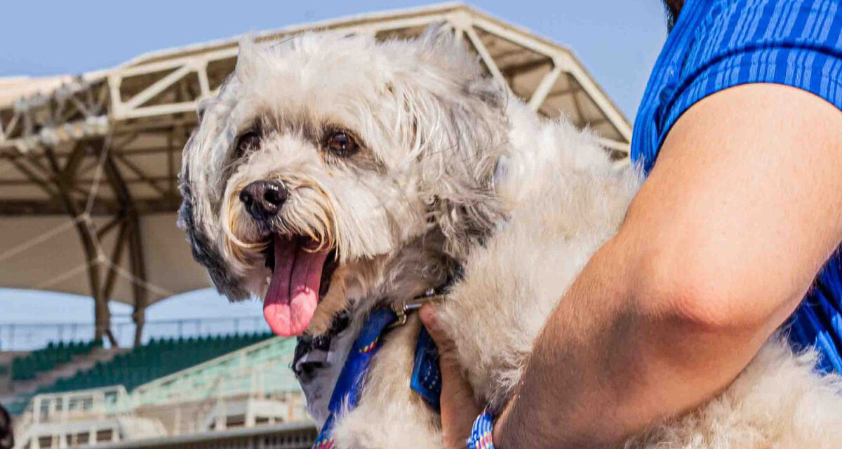 Regala CCA 50 esterilizaciones en 1er. Pet Fest en SLRC