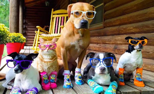 Mañana domingo celebrarán a mascotas en 1er Pet Fest en SLRC