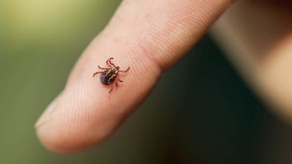 Llama Salud Pública a proteger las mascotas de garrapatas
