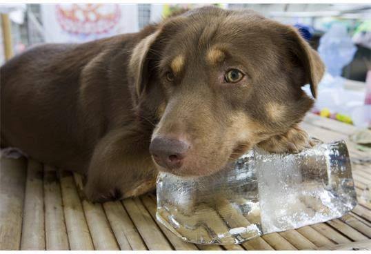 Llaman a sanluisinos cuidar mascotas de las altas temperaturas