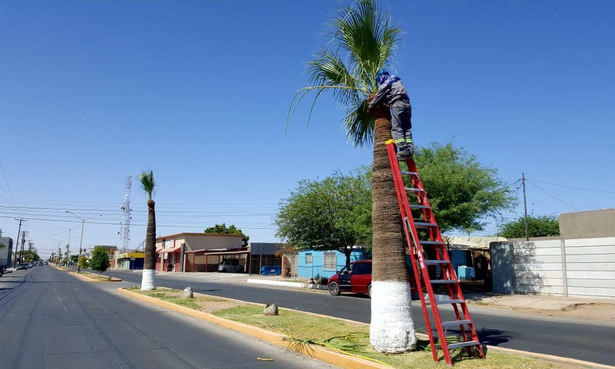 Obras Públicas da mantenimiento a camellones de SLRC