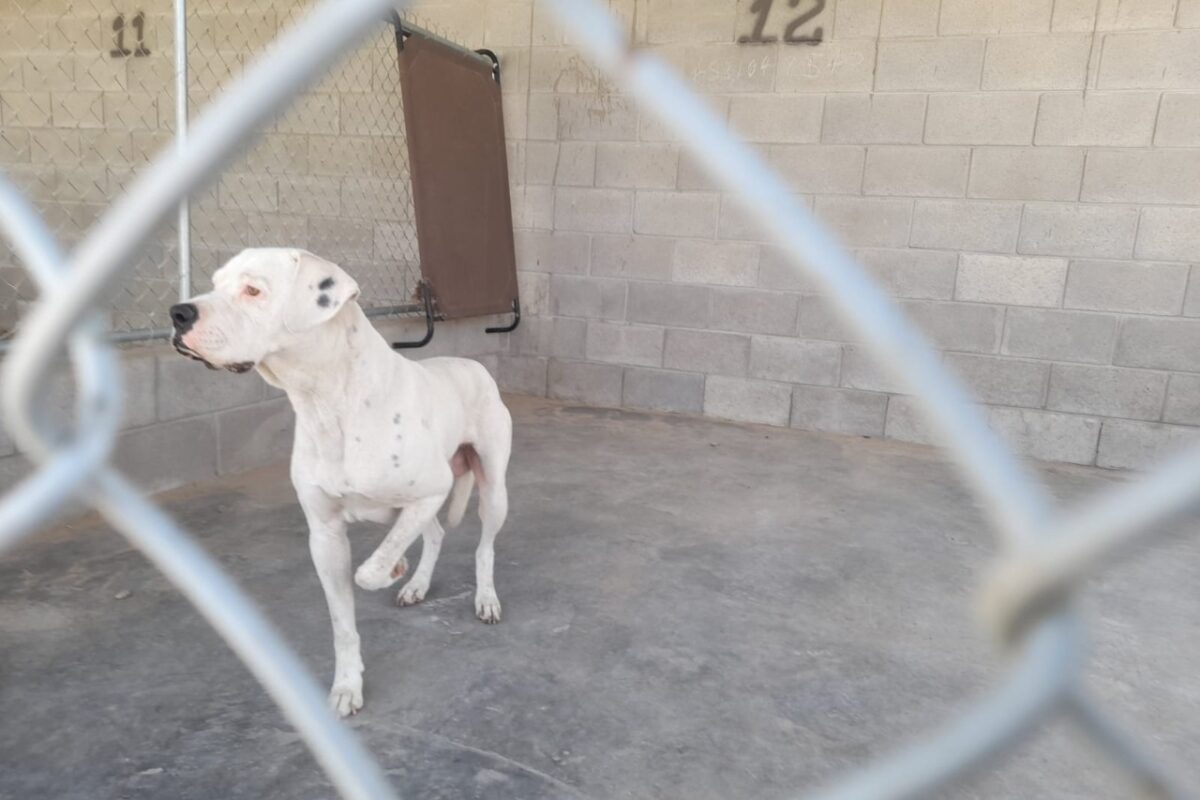 Disponibles mascotas en adopción en CCA de SLRC