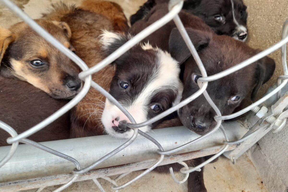 Festejarán Día del Perro con feria gratuita de salud canina en SLRC