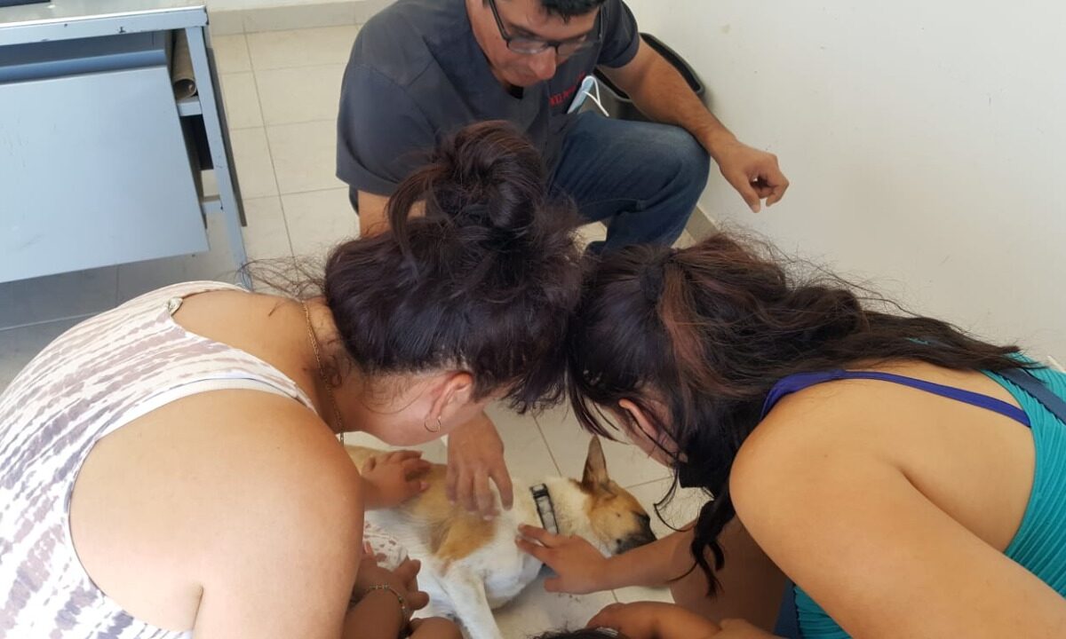 Esterilización de mascotas preserva la vida animal: Salud Pública Municipal
