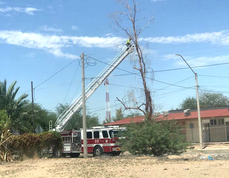 Apoya Obras Públicas en tala de árboles derribados por fuertes vientos