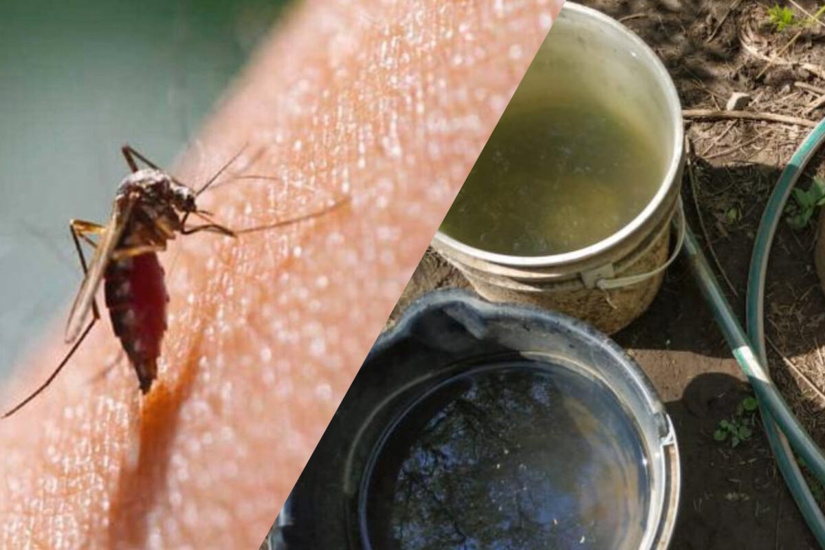 Una mala higiene propicia riesgo por dengue
