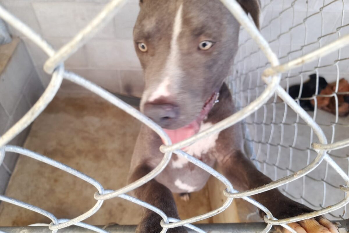 Control Animal pone en adopcion a “Lomitos” en SLRC