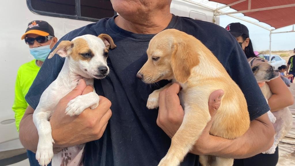 Ponderan bienestar de mascotas en este 29 Ayuntamiento