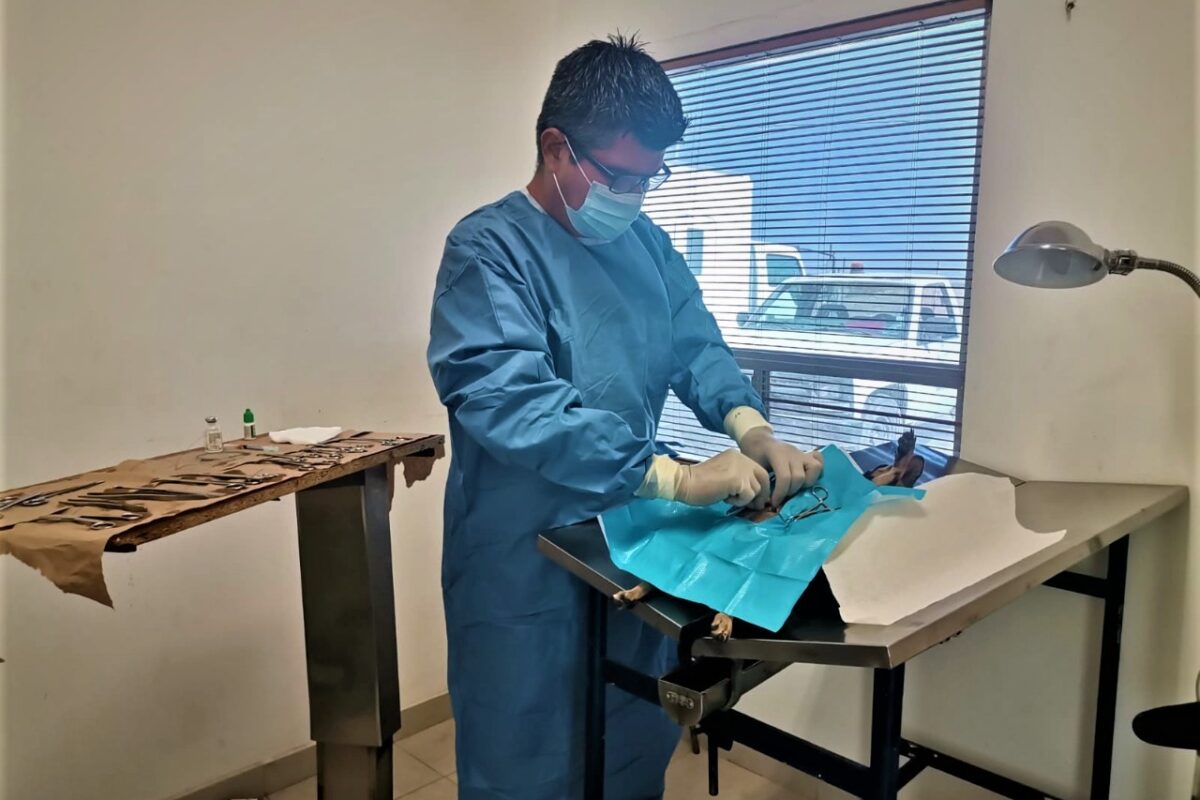 Inicia hoy CCA campaña de esterilizaciones caninas y felinas en SLRC