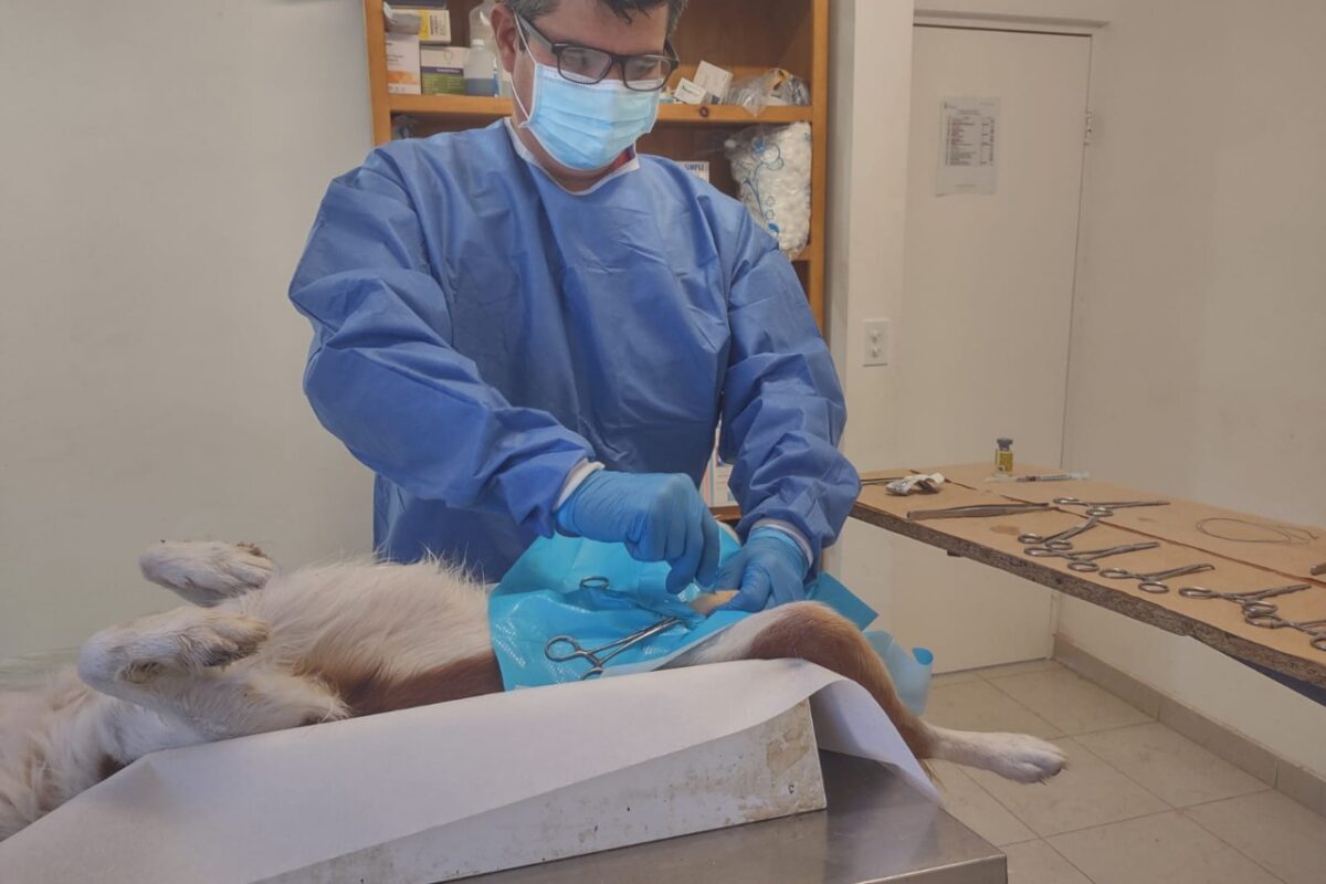 Ofrece Centro Animal esterilizaciones, adopciones y vacunaciones
