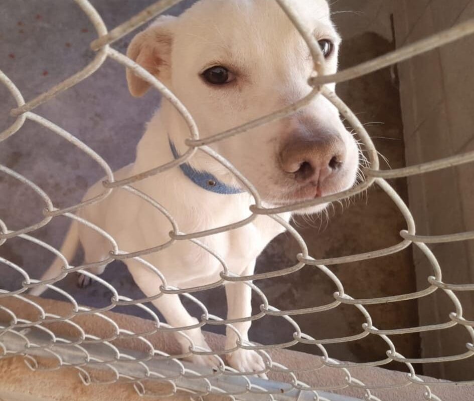 Abrirá Control Animal de SLRC nueva agenda para esterilizaciones