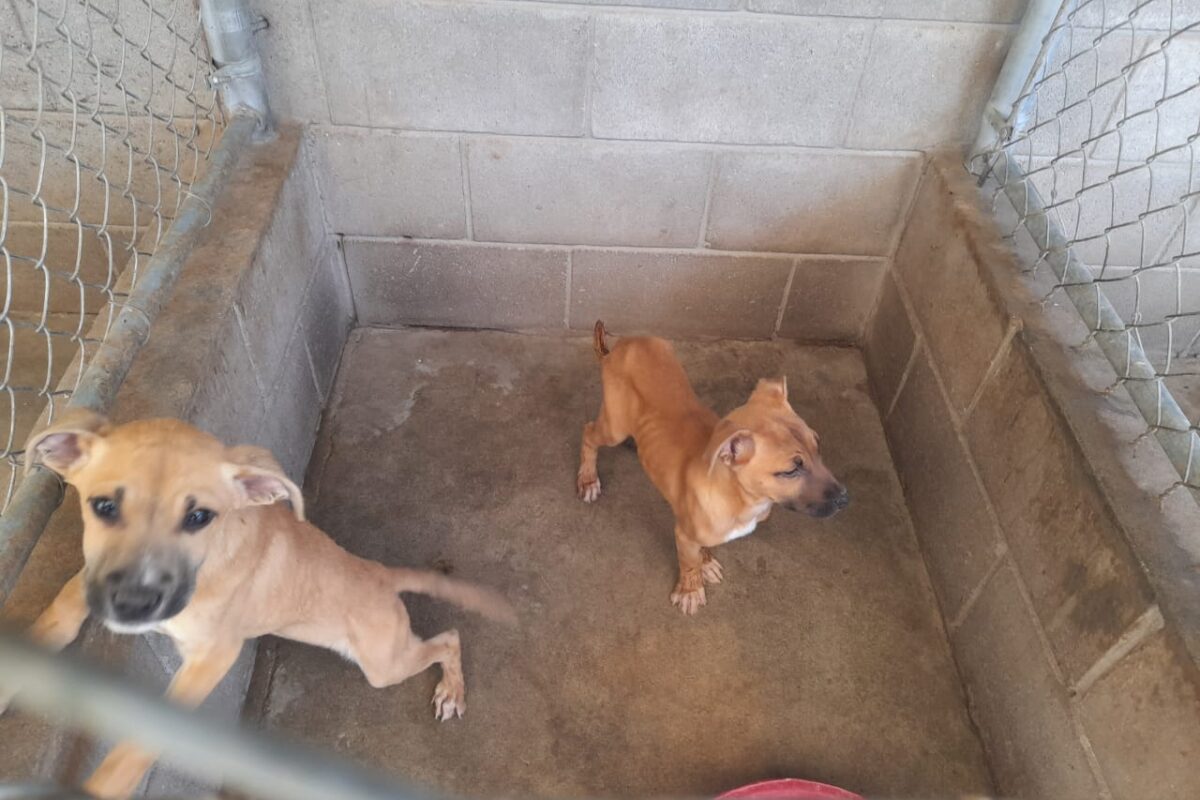 Nuevas mascotas disponibles para adoptar en CCA