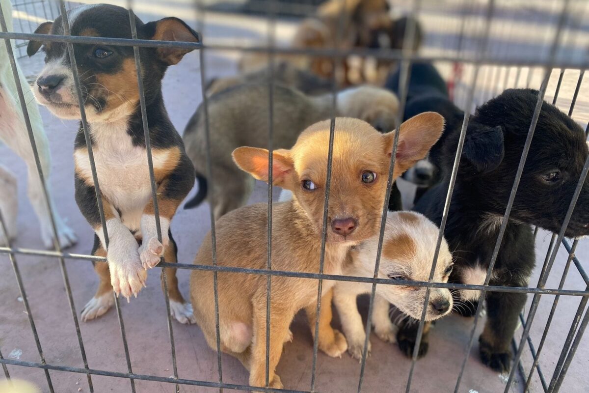 Tendrá jornada de adopciones del CCA nuevo horario