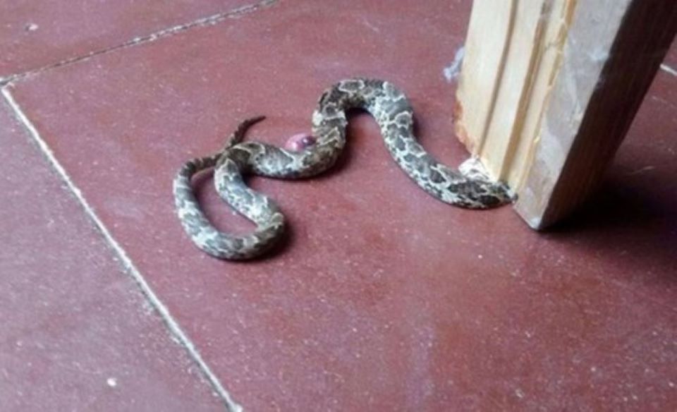 Llaman a reportar aparición de víboras en hogares