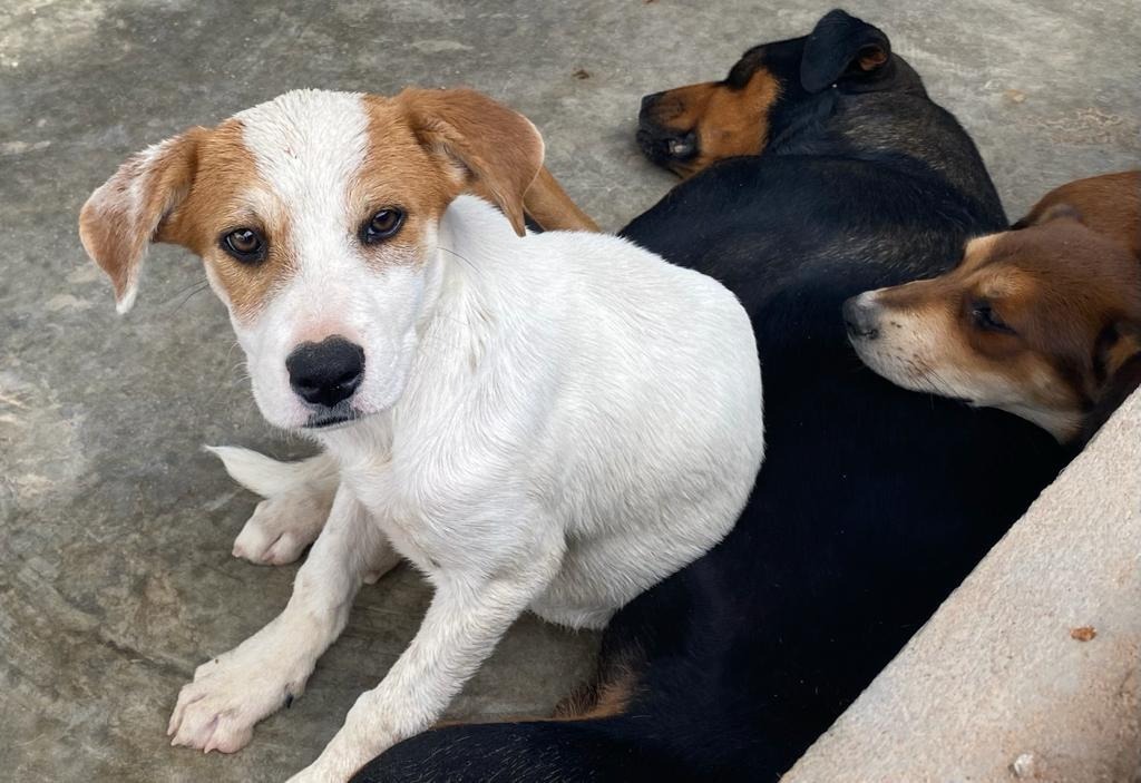 Reitera Salud Pública llamado a cuidar mascotas en verano