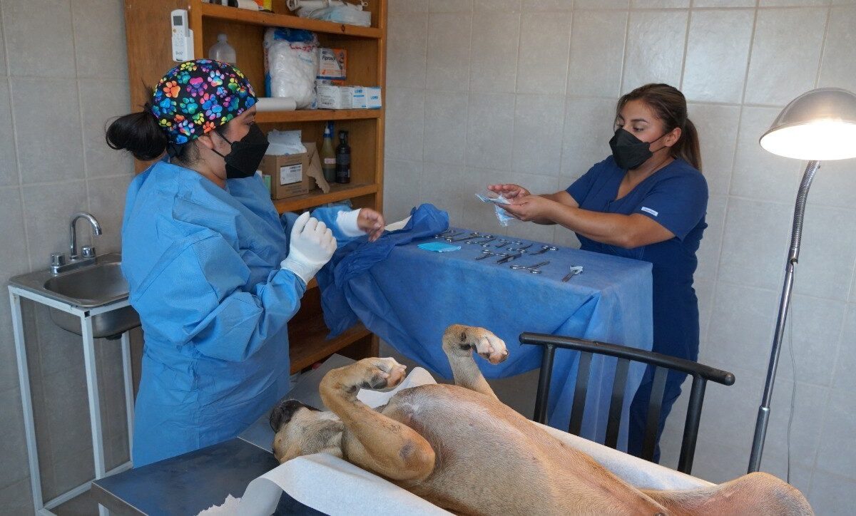 Abre CCA nueva agenda para esterilizaciones