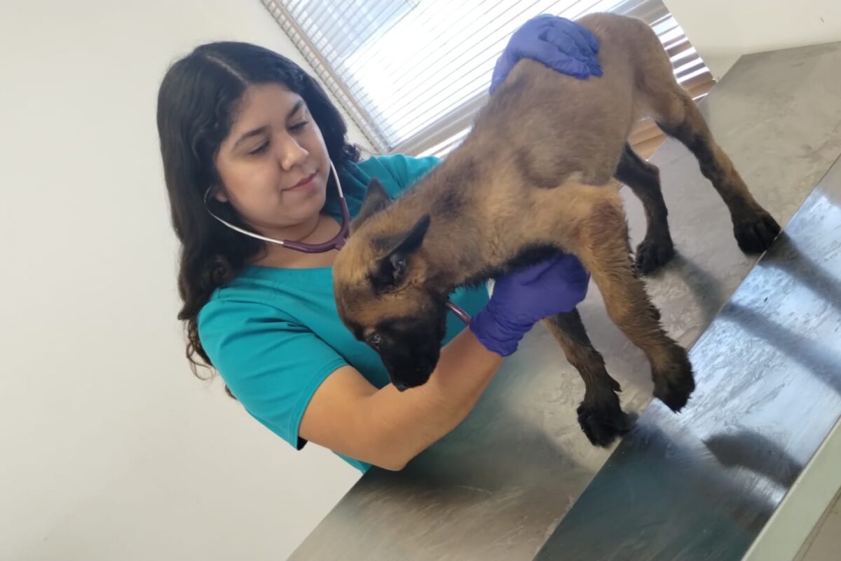 Adopciones, vacunas y desparasitaciones disponibles en CCA