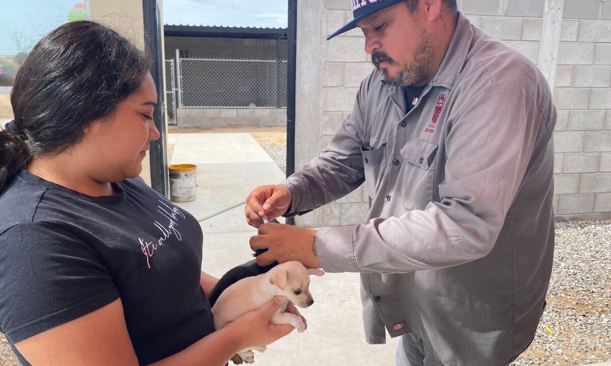 Invita CCA a sanluisinos a celebrar el Día del Perro