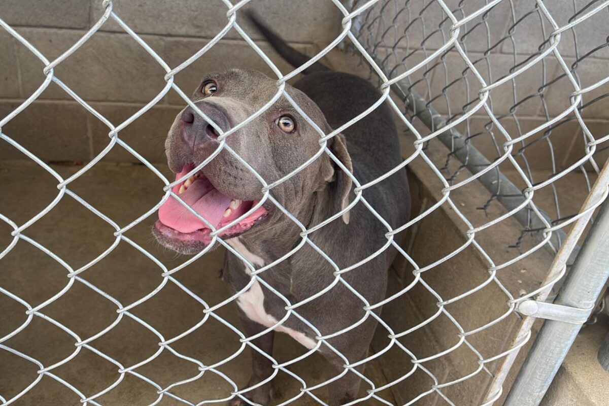 Cuenta CCA con nuevas mascotas para adopción