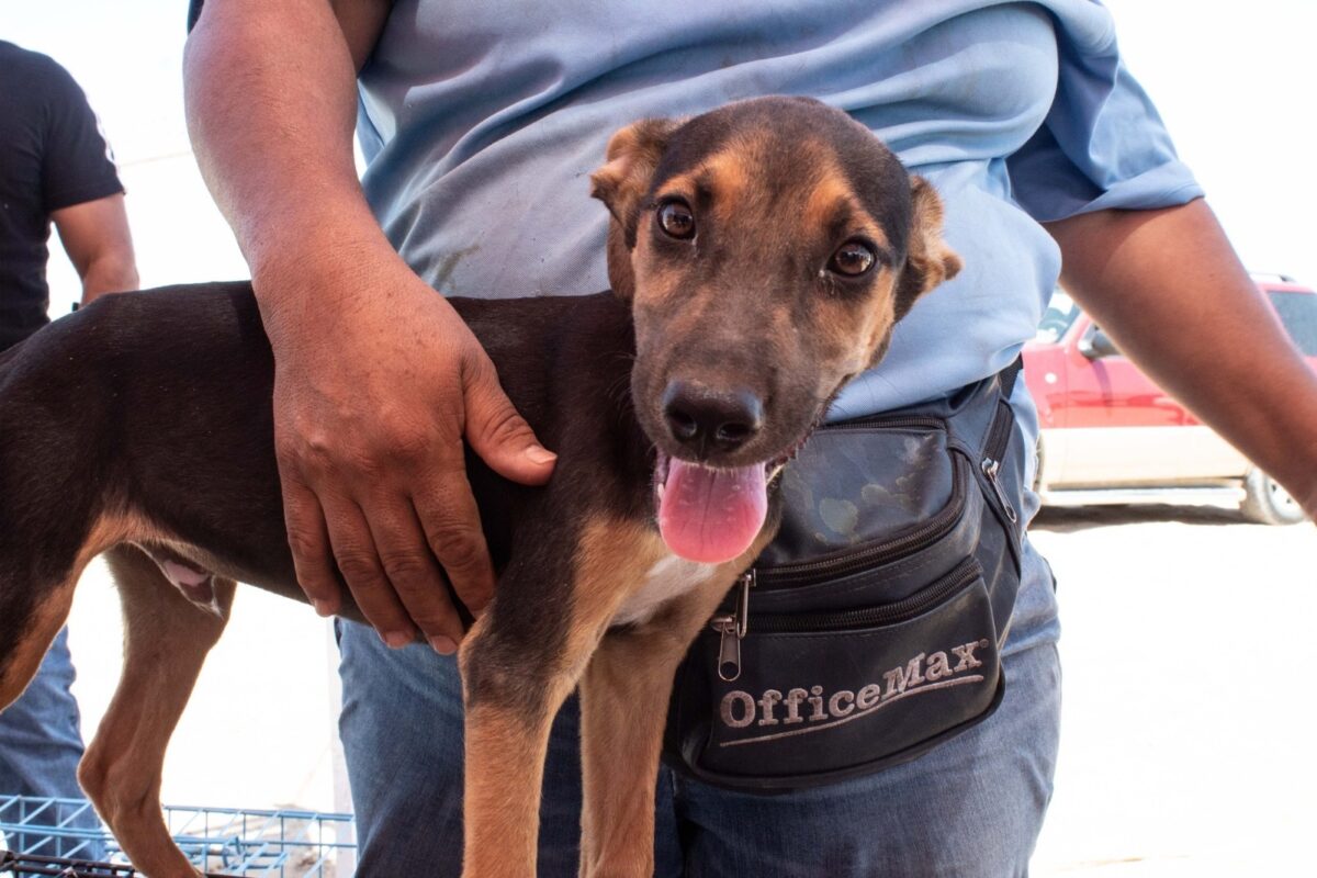 Atiende CCA 55 esterilizaciones a mascotas en agosto